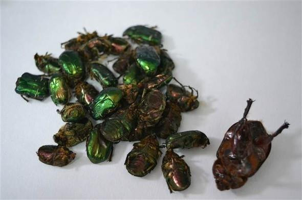 Böcek Zırhından Zayıflama Hapı Yaptılar