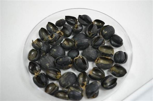 Böcek Zırhından Zayıflama Hapı Yaptılar