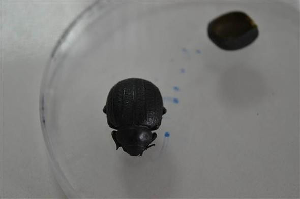 Böcek Zırhından Zayıflama Hapı Yaptılar