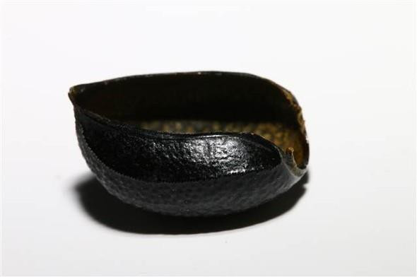 Böcek Zırhından Zayıflama Hapı Yaptılar