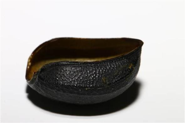 Böcek Zırhından Zayıflama Hapı Yaptılar