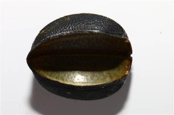 Böcek Zırhından Zayıflama Hapı Yaptılar