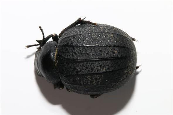 Böcek Zırhından Zayıflama Hapı Yaptılar