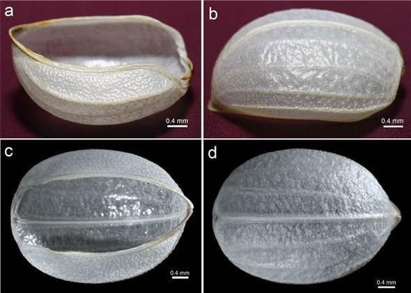 Böcek Zırhından Zayıflama Hapı Yaptılar
