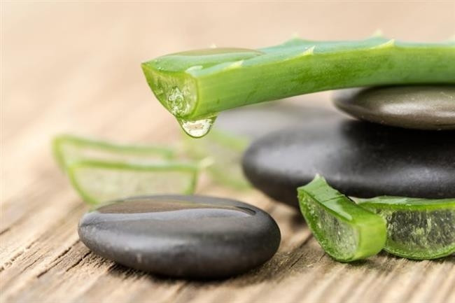 Aloe Vera: