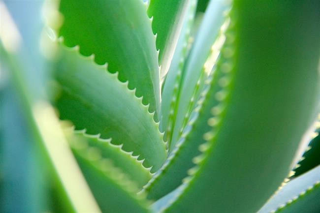Aloe vera Maskesi
