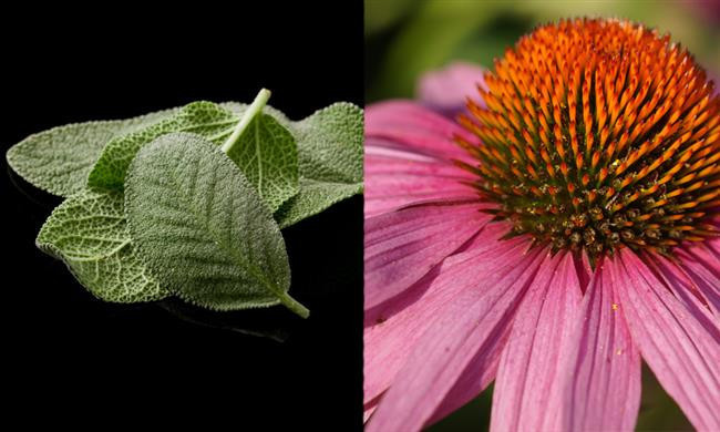 2.ADAÇAYI VE EKİNEZYA 2.ADAÇAYI VE EKİNEZYA