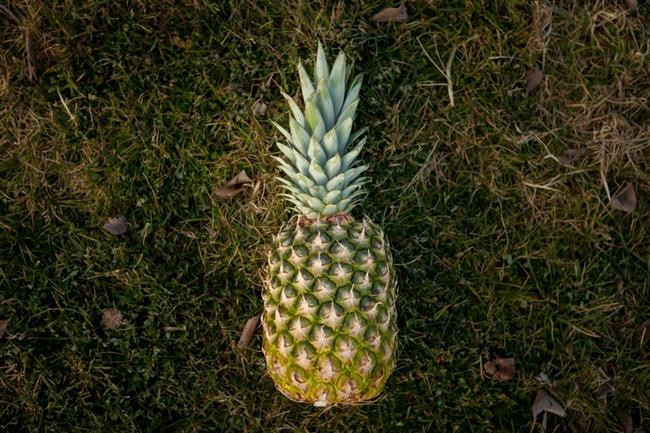 Taylan Kümeli bir antioksidan deposu olan Ananas meyvesinin vücuda ve rahatsızlıklara etkisini ise şöyle sıralıyor: