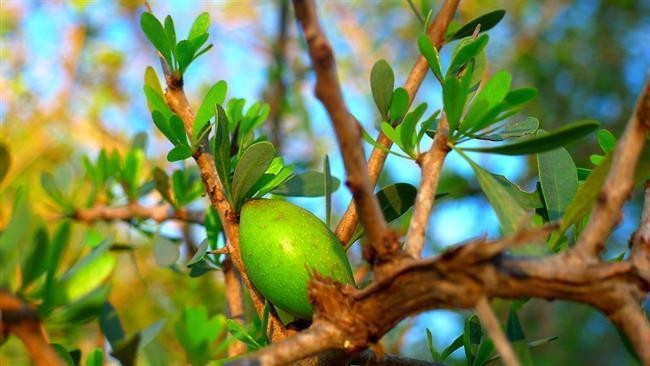 Argan Yağı