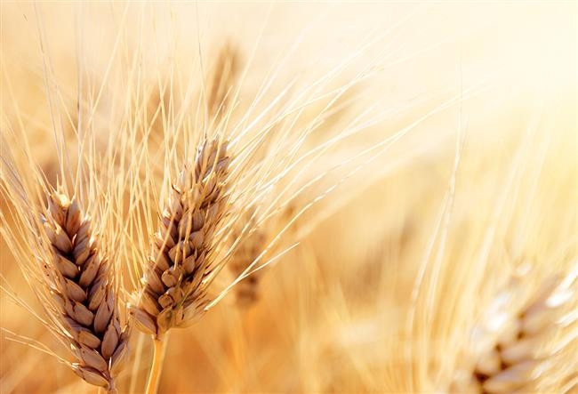 Glutensiz Diyet: