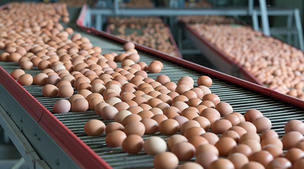 Yumurta Kabuğunu Pişirirseniz...