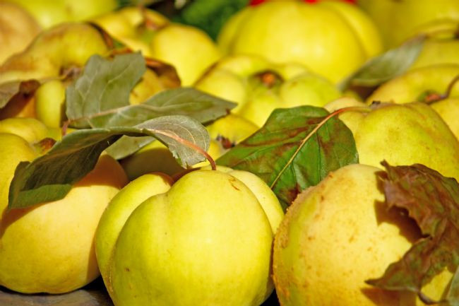 DAMAR TIKANIKLIĞI VE KALP KRİZLERİNE KARŞI KORUYUCUDUR