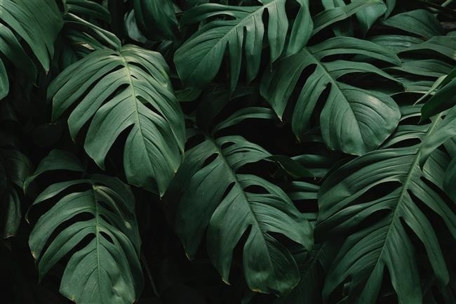 TERAZİ: MONSTERA