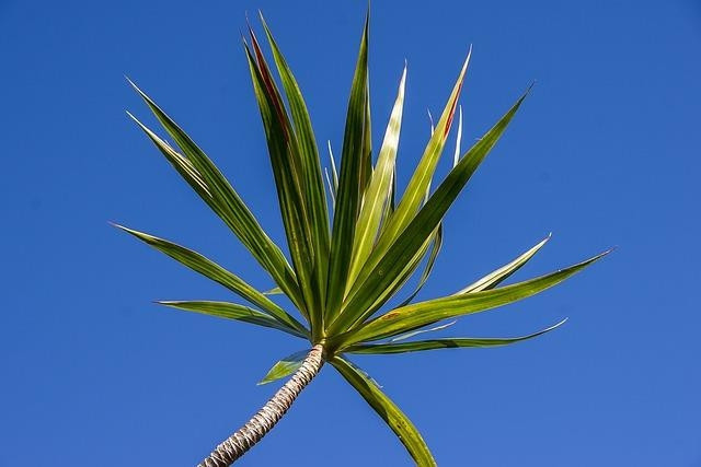 AKREP: DRACAENA