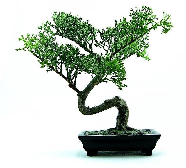 OĞLAK: BONSAİ