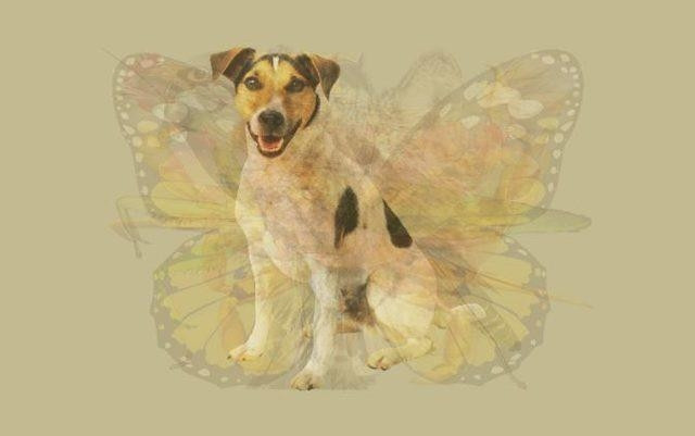 İlk önce köpeği gördüyseniz...