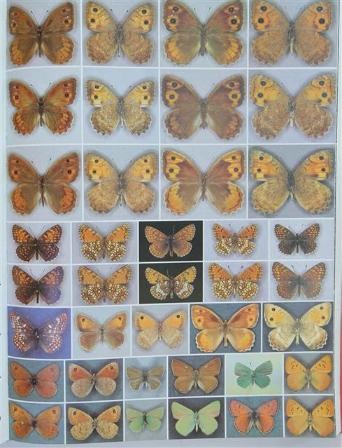 50 yıl sonra Ağrı Dağında yeniden görüntülendi