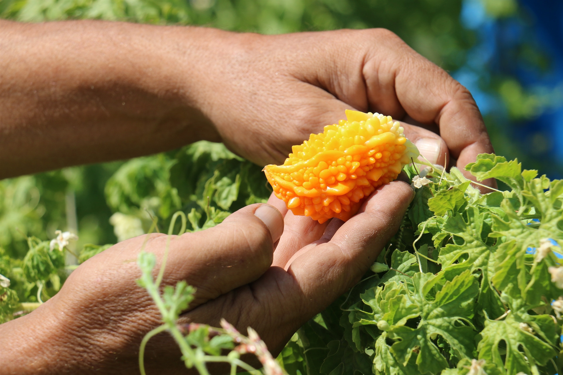 İlaç niyetine kullanılıyor... Hastalara ücretsiz dağıtıyor