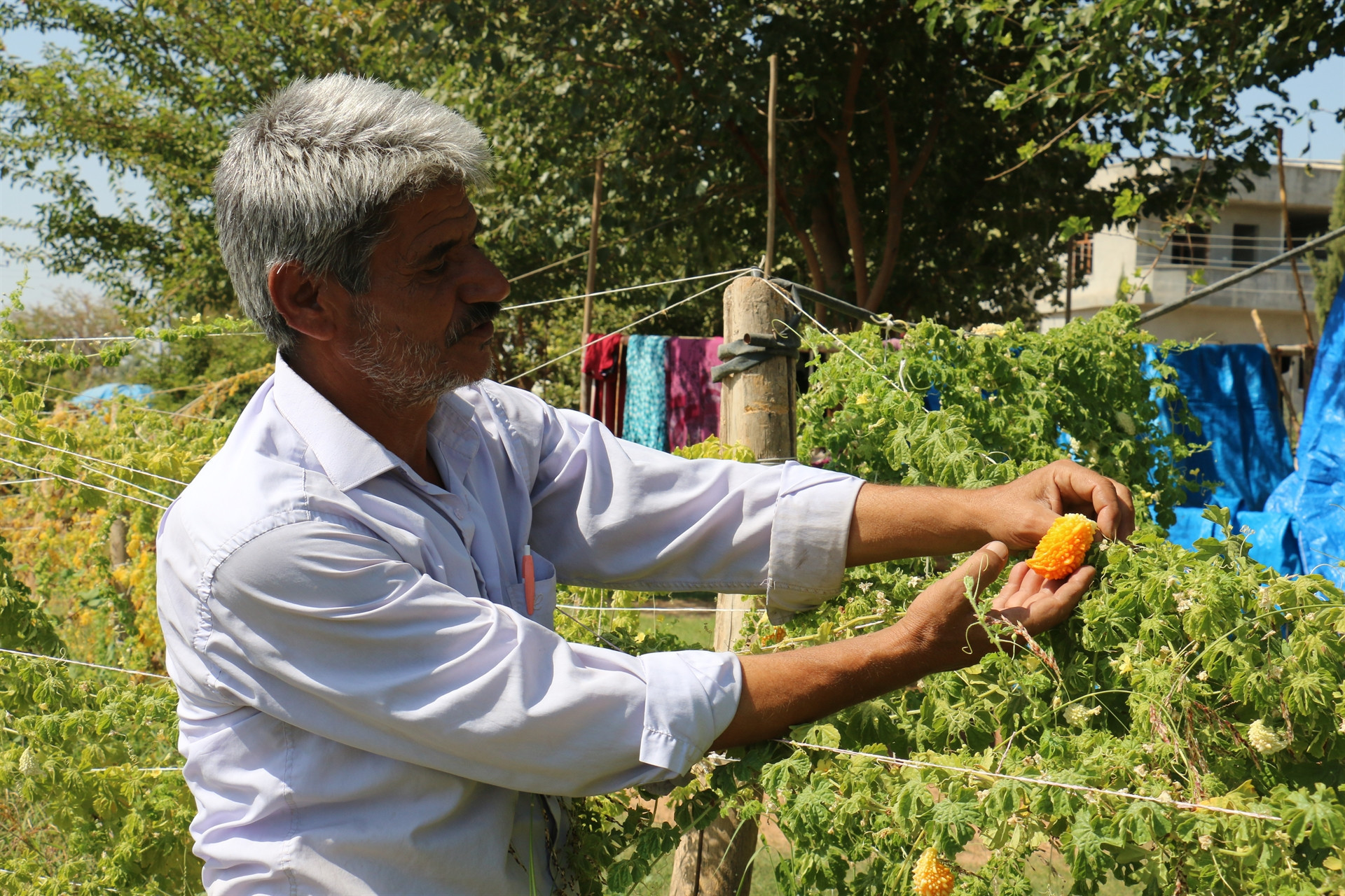 İlaç niyetine kullanılıyor... Hastalara ücretsiz dağıtıyor