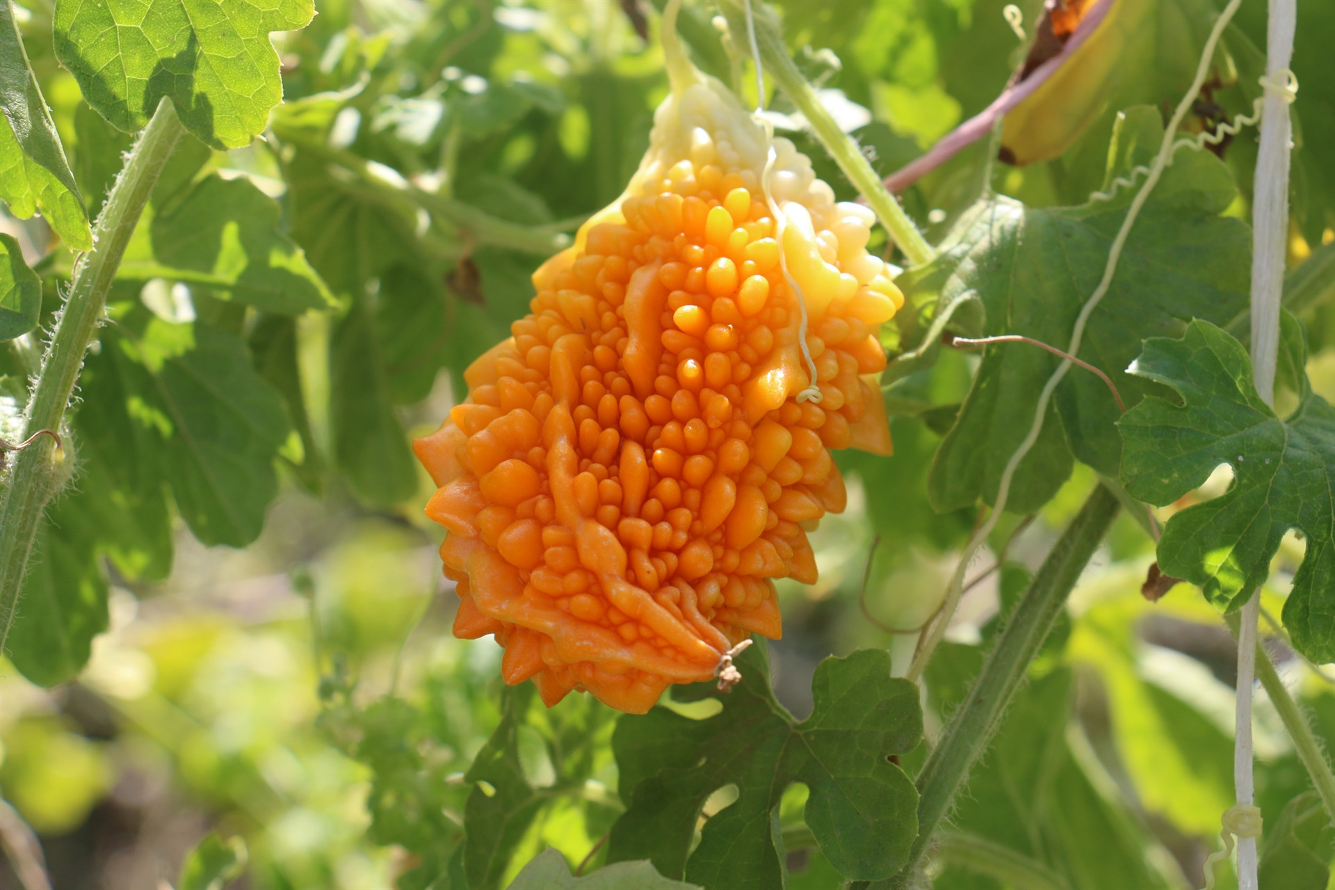 İlaç niyetine kullanılıyor... Hastalara ücretsiz dağıtıyor