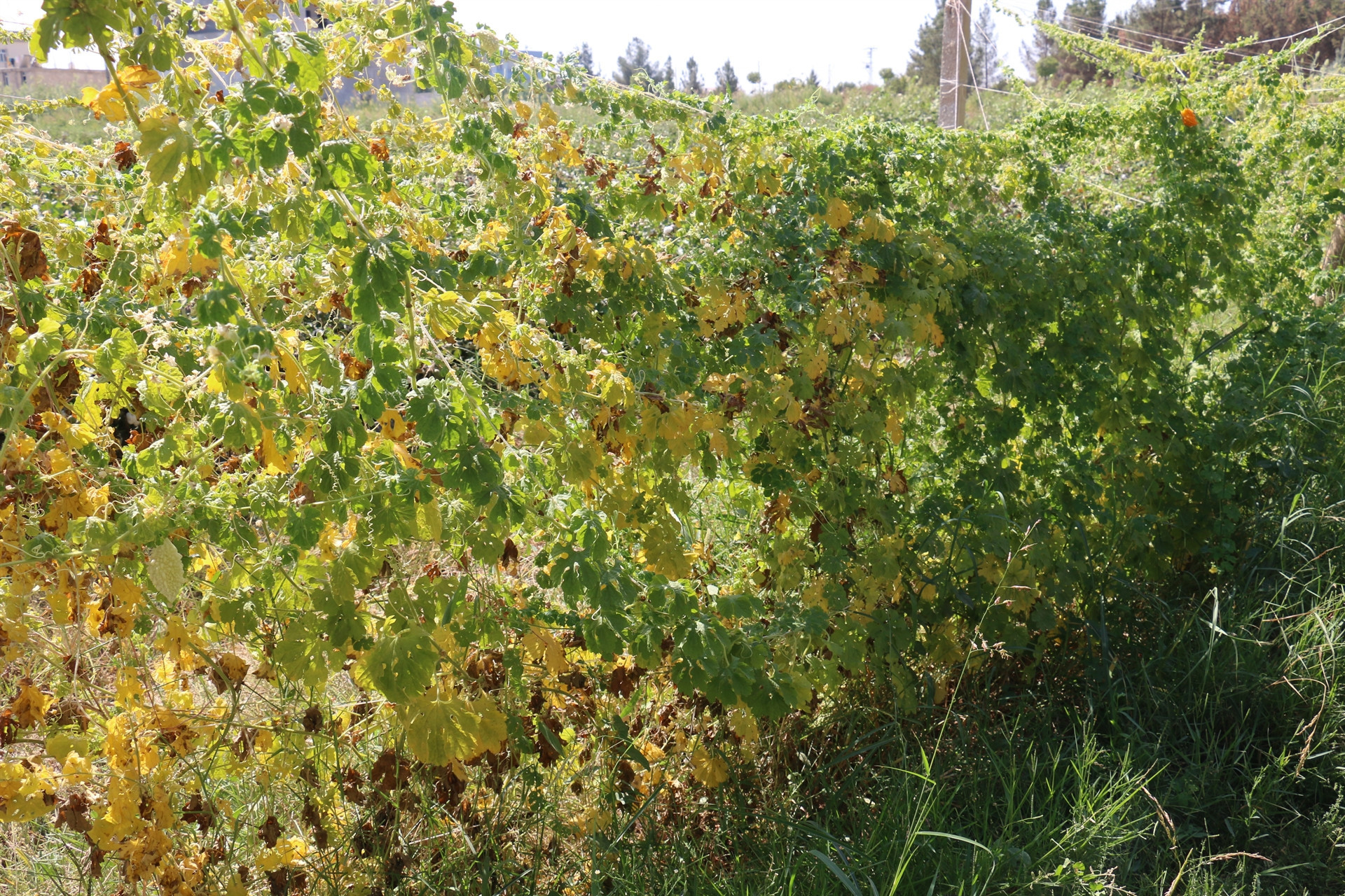 İlaç niyetine kullanılıyor... Hastalara ücretsiz dağıtıyor