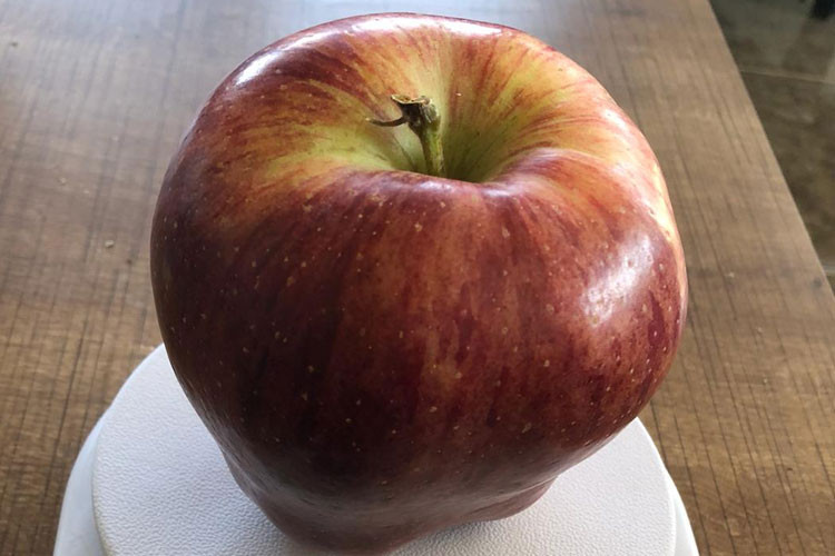 Sıradan bir elma gibi ama gerçeği görenlerin ağzı bir karış açık kaldı