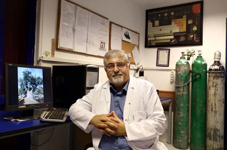 3 bin yıllık ağacın sır yaşını nükleer fizikçiler ortaya çıkardı