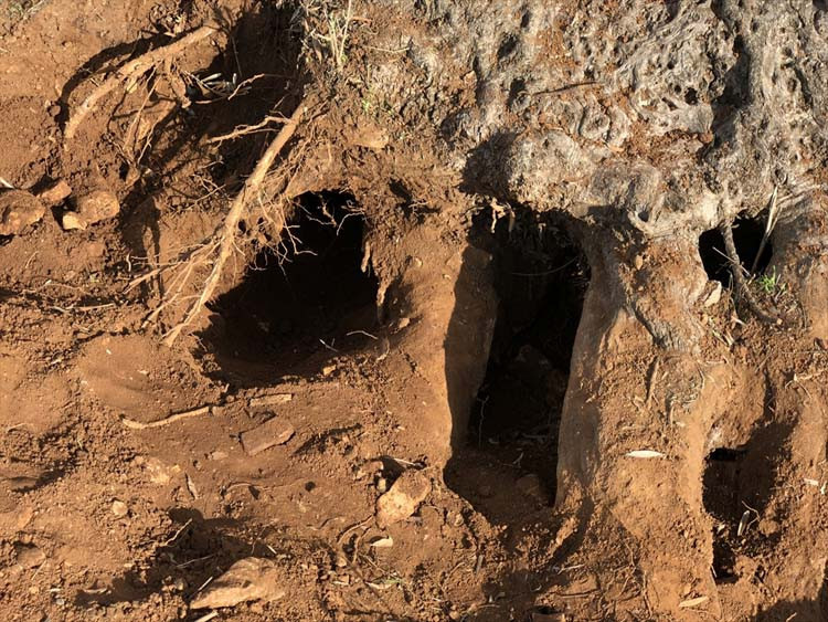 3 bin yıllık ağacın sır yaşını nükleer fizikçiler ortaya çıkardı