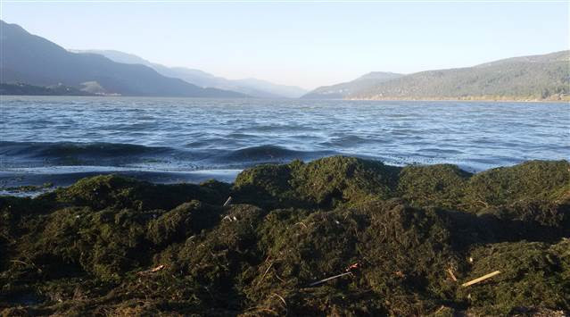 Doğa harikası Kovada Gölünün son hali