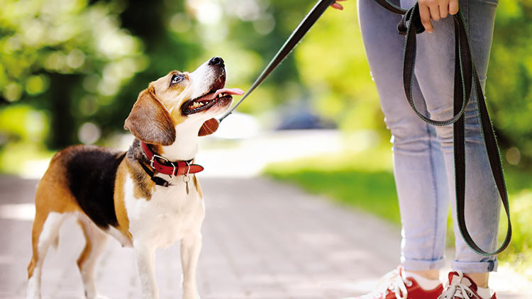 Kedi-köpekten bulaşma yok