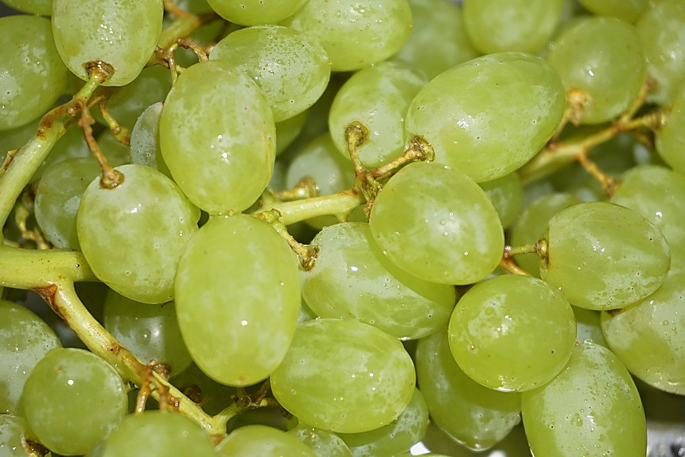 Tatlı mı tatlı yaz meyvesi:Üzüm