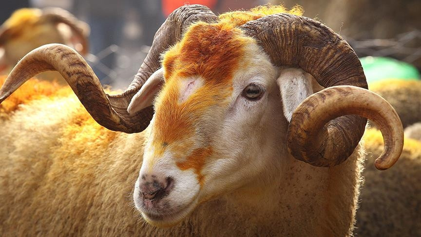 KURBAN BAYRAMI NE ZAMAN