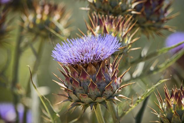 KANSERE KARŞI ENGİNARLA SAVAŞ