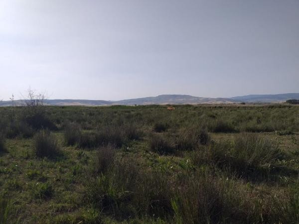 Çorumda köylüleri korkutan aslan iddiası