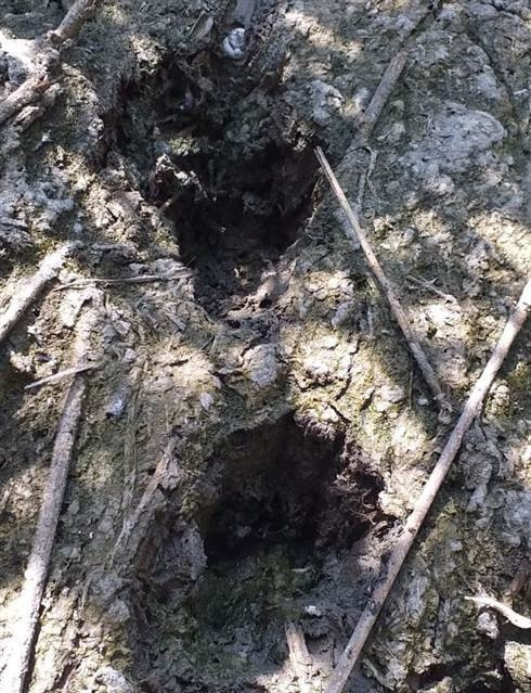 Çorumda köylüleri korkutan aslan iddiası
