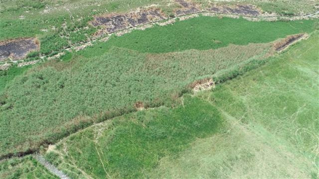 Çorumda köylüleri korkutan aslan iddiası