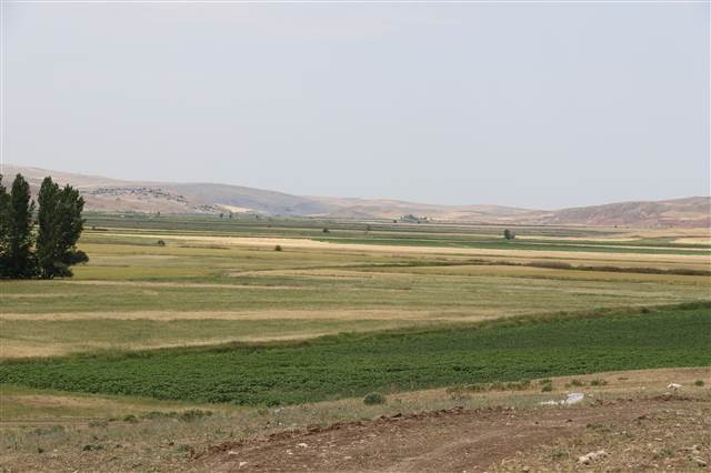 Çorumda köylüleri korkutan aslan iddiası