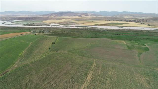 Çorumda köylüleri korkutan aslan iddiası