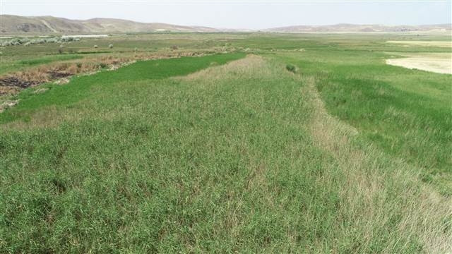 Çorumda köylüleri korkutan aslan iddiası
