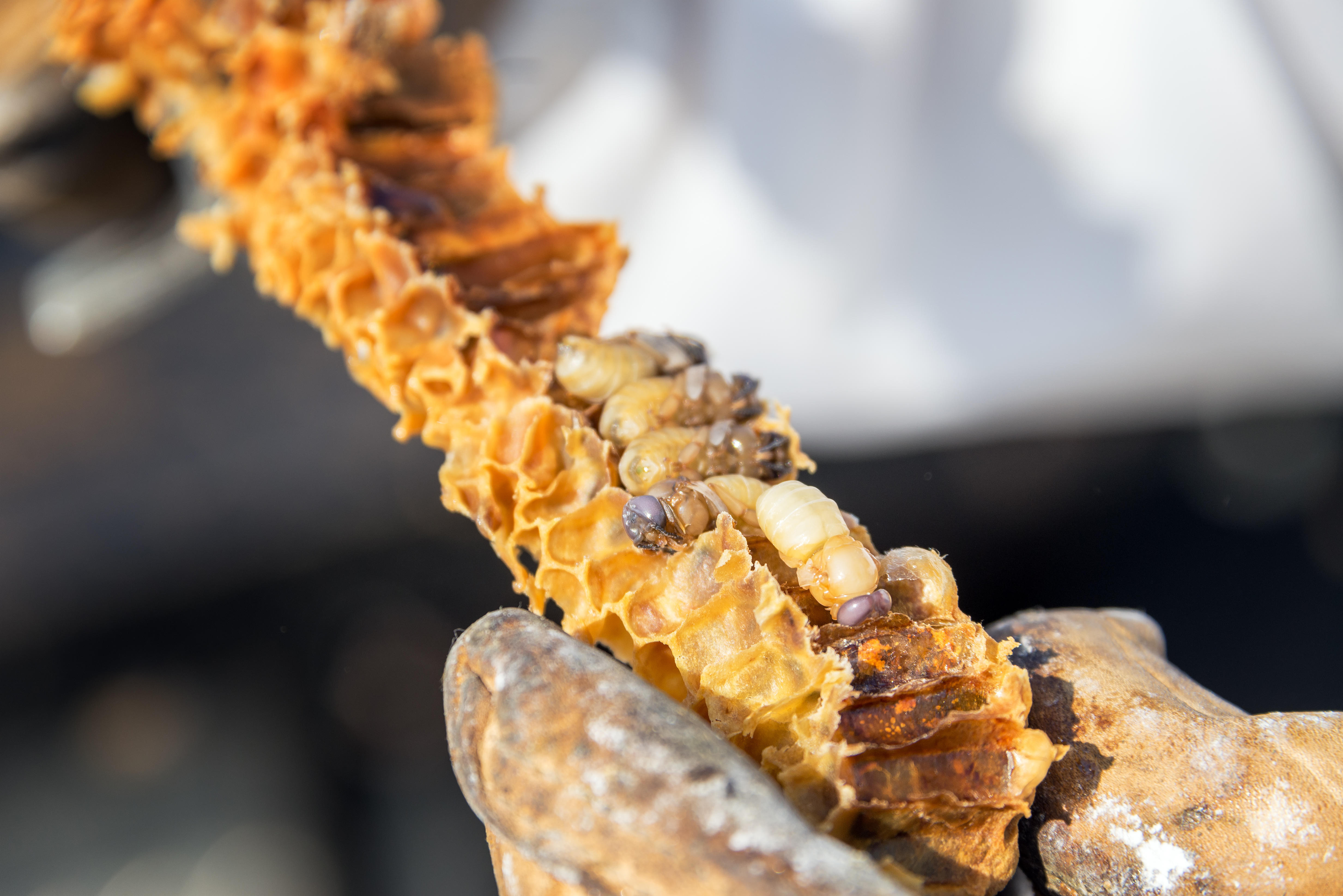 Arı sütü nedir Arı sütünün faydaları nelerdir Arı sütü hangi hastalıklara iyi gelir