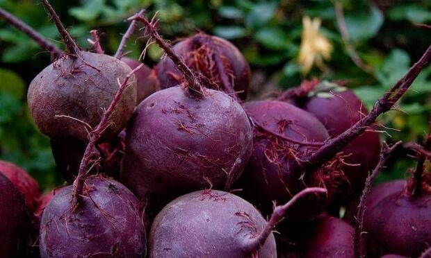 Kışın evinizden pancar ve balkabağını eksik etmeyin