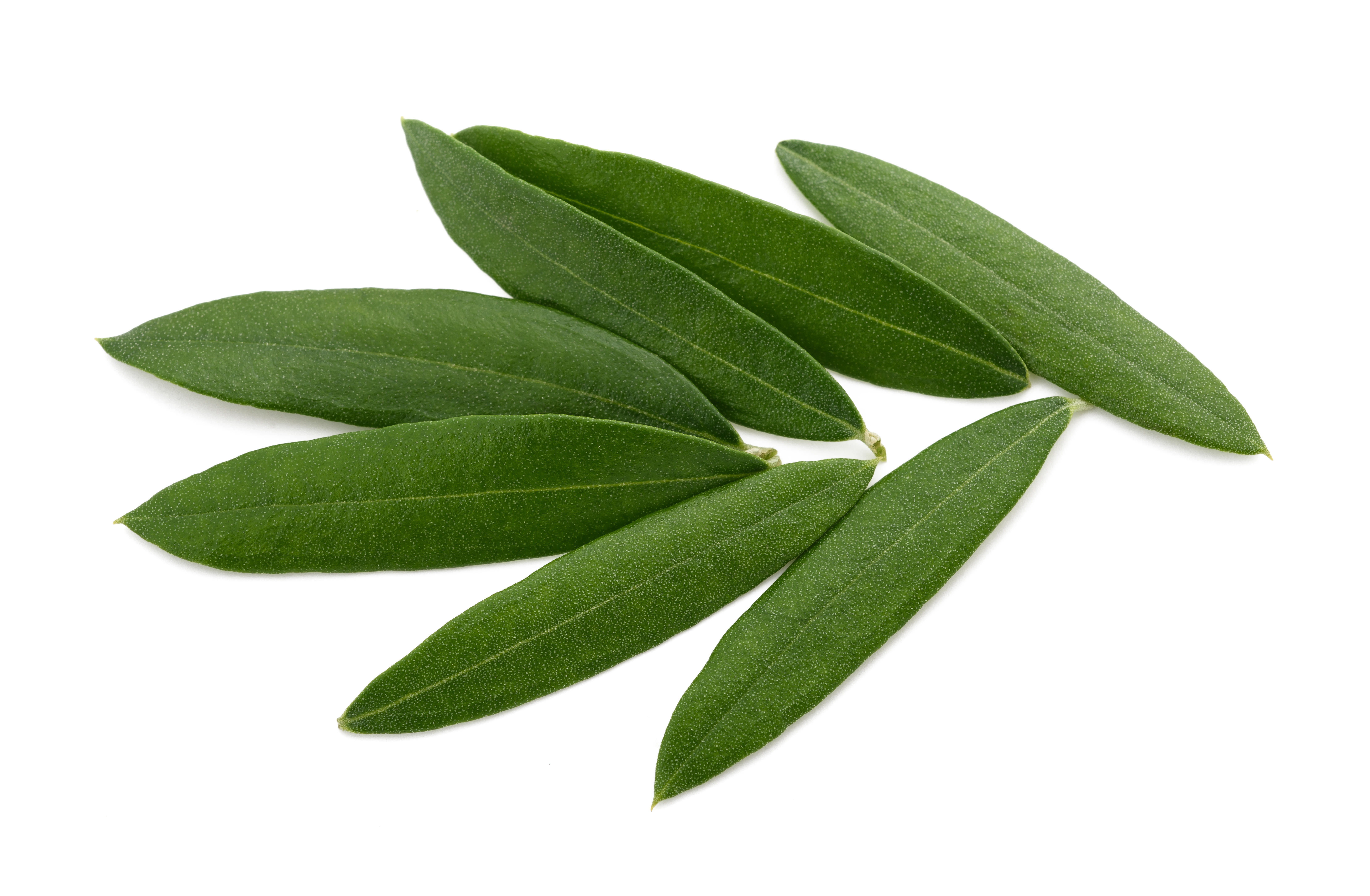 Zeytin yaprağı ile cildinize doğal bakım sağlayın