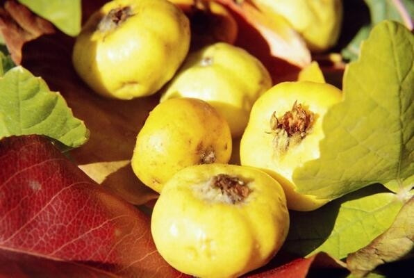 Doğanın mucizesi ‘alıç’ birçok derde deva