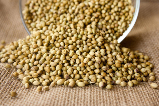 Maydanoza benziyor ama değil Kişnişin faydaları neler