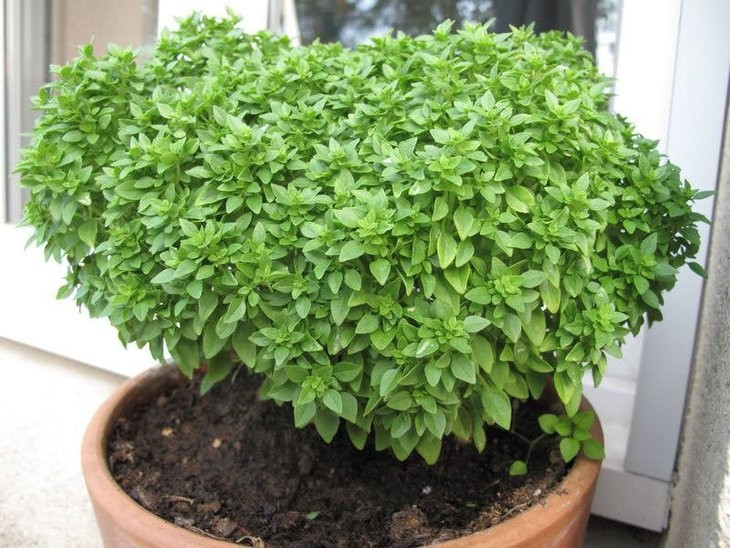 Sivrisinekleri kovan bitkiler nelerdir