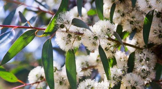 Sivrisinekleri kovan bitkiler nelerdir