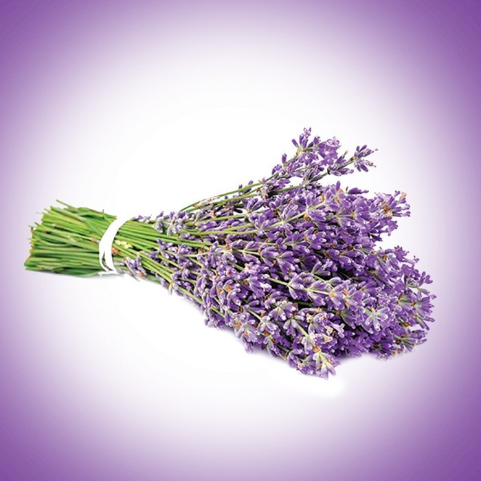 Sivrisinekleri kovan bitkiler nelerdir