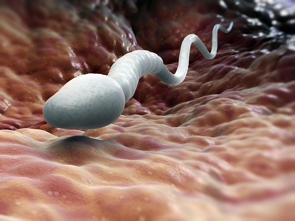 Spermler için güncel bir tehdit: Oksitadif Stres