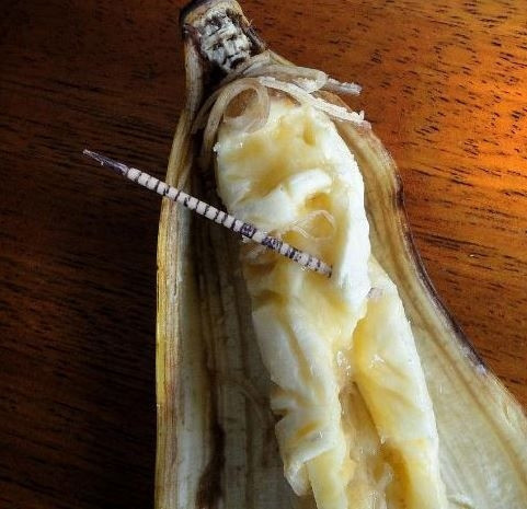 Victor Nunesın yaratıcı çalışmaları