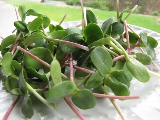 Kalorisi yok denecek kadar az